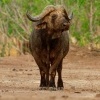 Buvol africky - Syncerus caffer - African Buffalo o3862